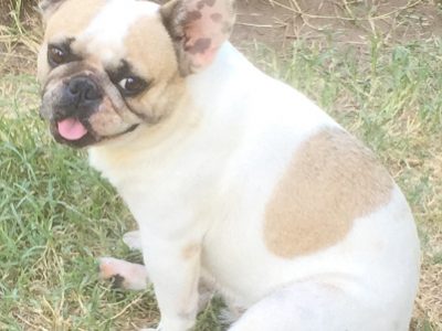 FRENCH BULLDOGS ADULTS AND PUPS