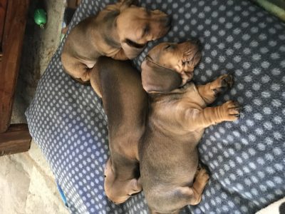 Mini Dachshunds