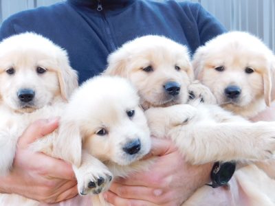 13 Beautiful Golden Retriever With Healt Certifica