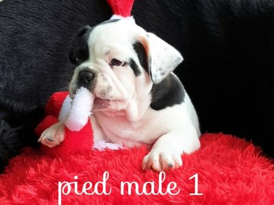 French bulldog puppies