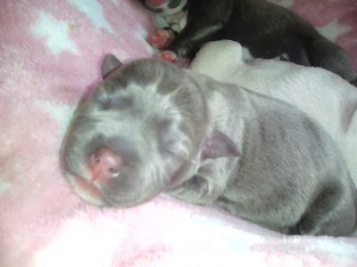 Pedigree english staffys