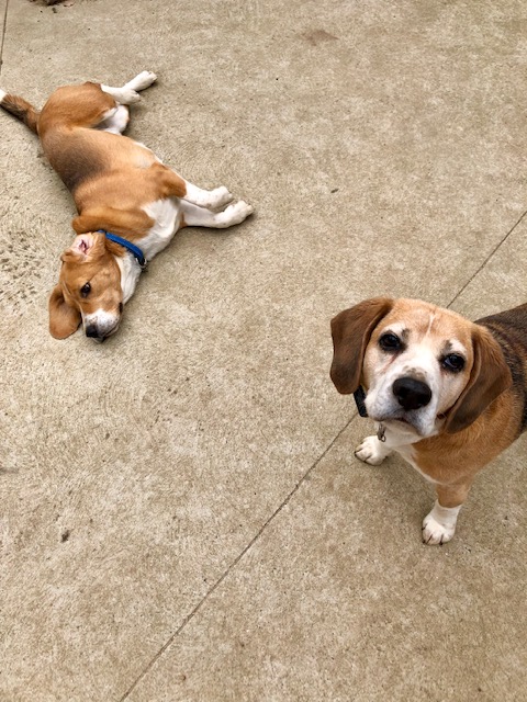 Two Beagles