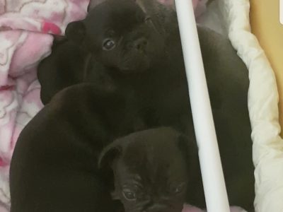 Pedigree french bulldog pups