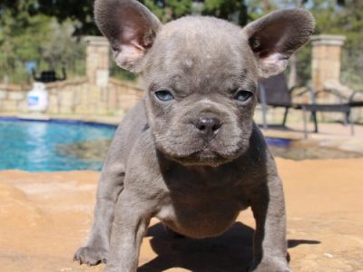 French bulldog puppies
