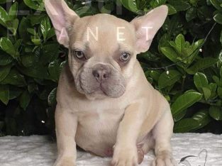 Lilac Fawn French Bulldog Puppy
