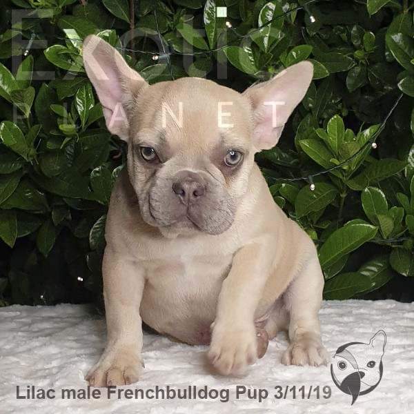 Lilac Fawn French Bulldog Puppy