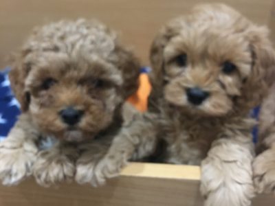 Cavoodle Puppies For Sale (All SOLD) in January 2020