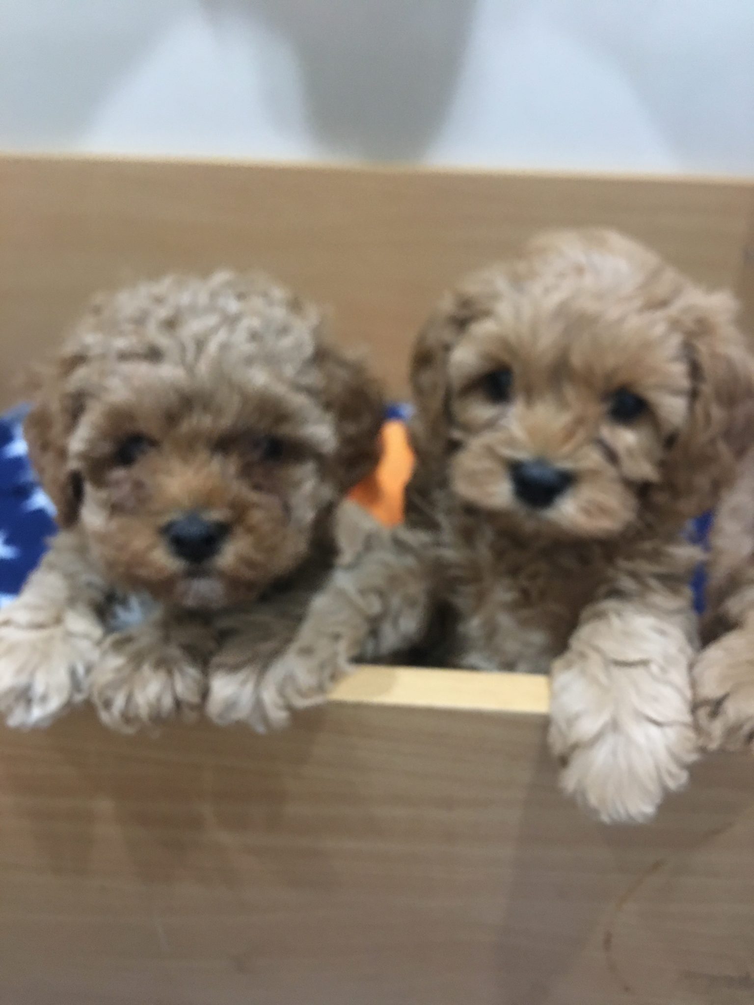 Cavoodle Puppies For Sale (All SOLD) in January 2020