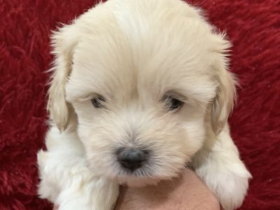 Cavoodle PupFor Sale