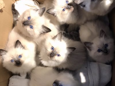 Smitten for Ragdoll Kittens