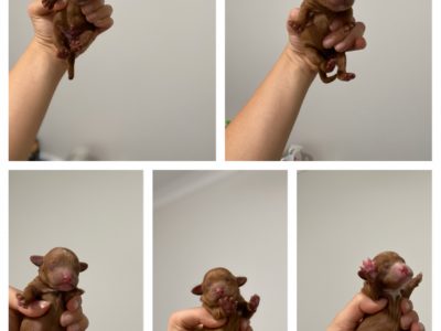 Gorgeous ruby toy cavoodles