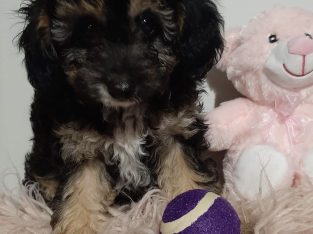 Gorgeous Toy Cavoodle puppies and miniature Toy Cavoodle puppies