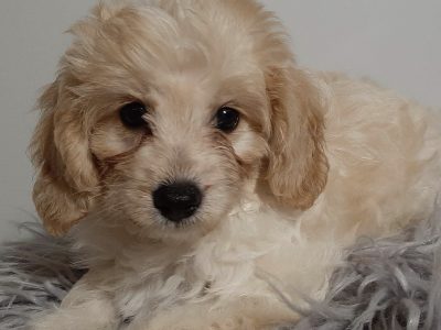 Gorgeous Toy Cavoodle puppies and miniature Toy Cavoodle puppies
