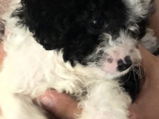 Cavoodle puppy for sale