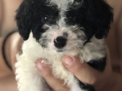 Cavoodle puppy for sale