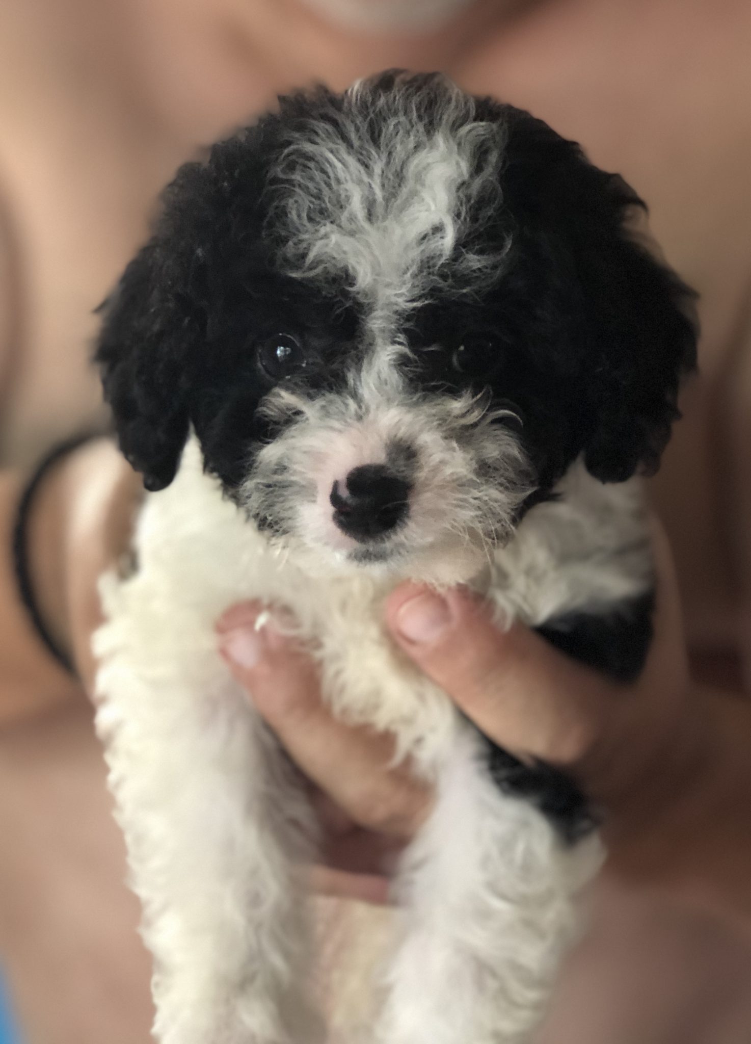 Cavoodle puppy for sale