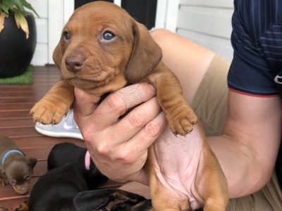 MIni Dachshund Female