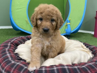 Groodle Puppies for Sale