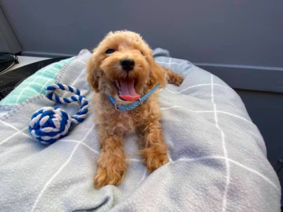 Toilet Trained Toy Moodle