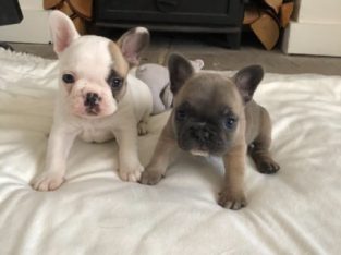 lilac pied french bulldog for sale