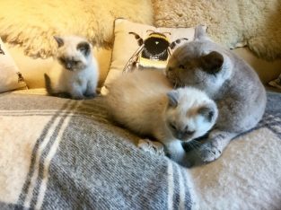 Beautiful British Short Hair Kittens available