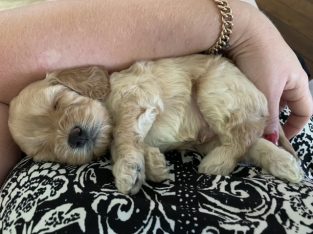Cavoodle puppies Mackay Qld ready 21st April 2020