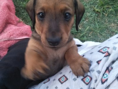 Purebred Miniature smooth haired dachshund puppies