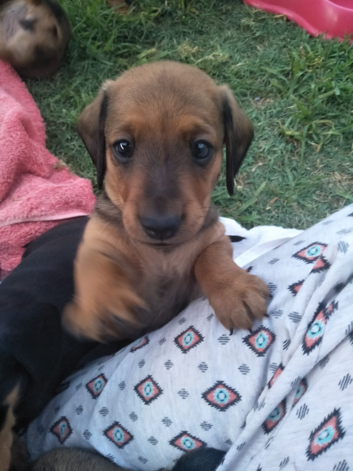 Purebred Miniature Smooth Haired Dachshund Puppies