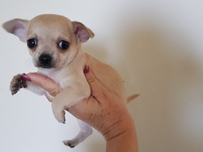 Chihuahua pup