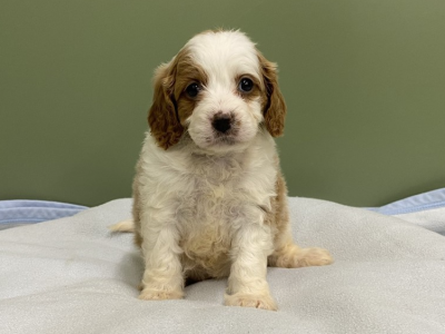 Cavoodle Puppies for Sale