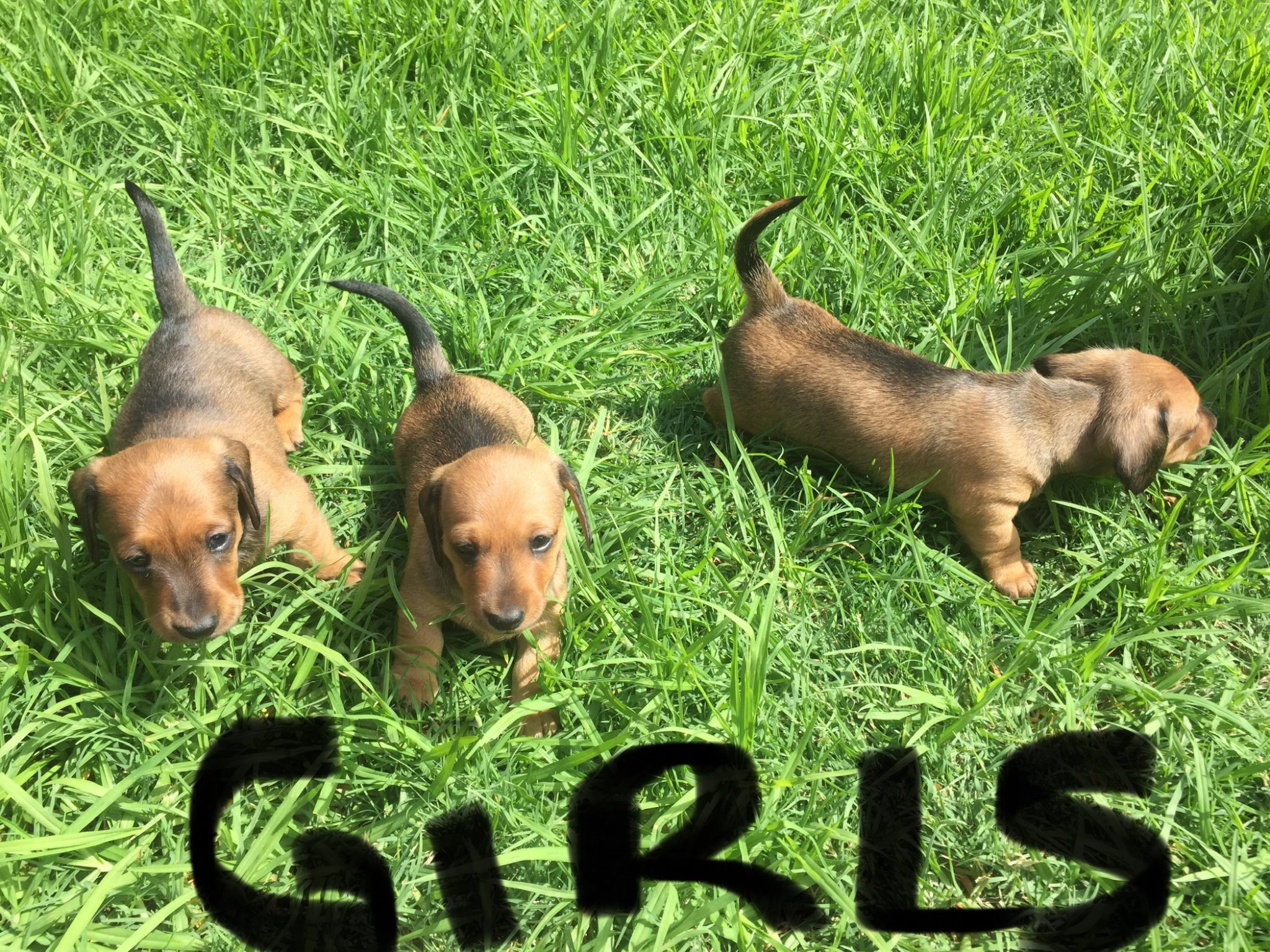 Purebred Miniature smooth haired dachshund puppies