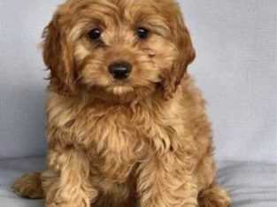 Wanted mini or toy cavoodle pup