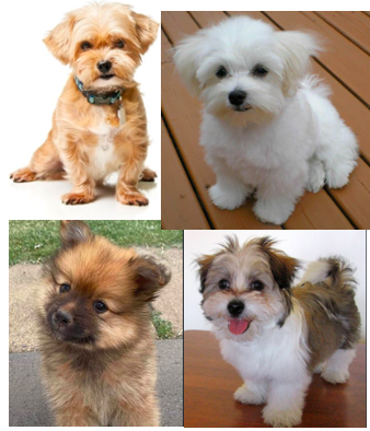 WANTED: Small breed/cross breed puppy