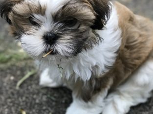 Wanted toy maltese pup in Melbourne