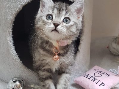 Silver Persian Chinchillax kitten