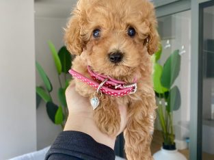 Red female toy cavoodle toilet trained available now!
