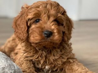 WANTED RUBY RED CAVOODLE