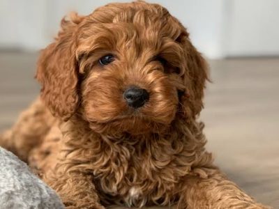 WANTED RUBY RED CAVOODLE