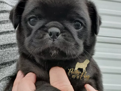 Black pug male with papers