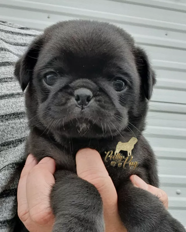 Black pug male with papers