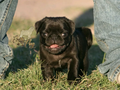 Black pug male with papers