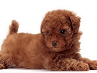 Wanted Cavoodle Pup $3000