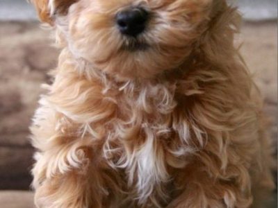 WANTED: Miniature moodle/maltipoo