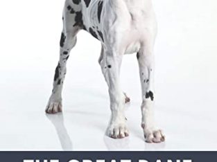 Wanted Great Dane pup