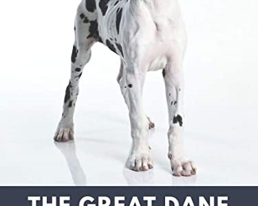 Wanted Great Dane pup