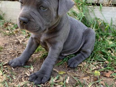 Purebred Blue Staffy Puppies