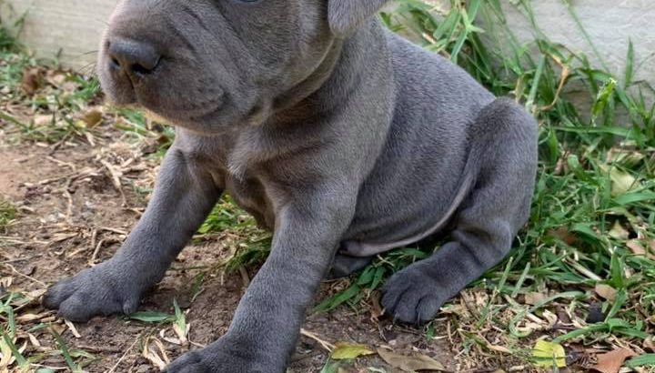 gray staffy puppy