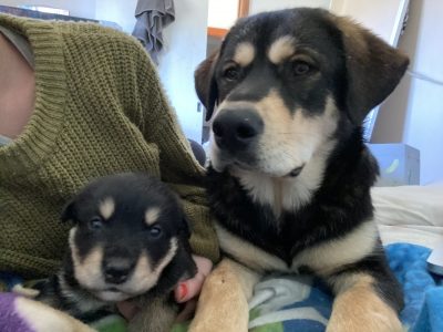 Rottsky Puppies – Siberian Husky x German Rottweiler – Natural Born Bobtail