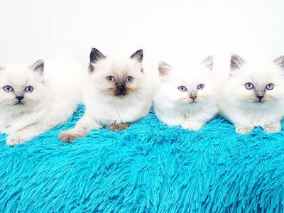 RAGDOLL KITTENS