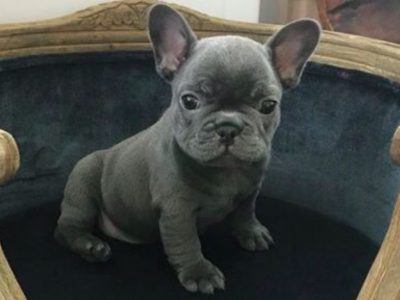 wanted french bulldog